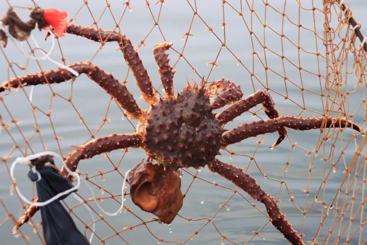 spider crab in crabbing ring